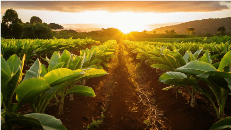 INDIAN AGRICULTURE